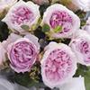 Garden Rose (Pink) 40-60 cm. : Wholesale Flowers : Floral Supplies