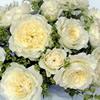 Garden Rose (White) 40-60 cm. : Wholesale Flowers : Floral Supplies