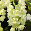 Mini Cymbidium (Green) : Wholesale Flowers : Floral Supplies