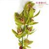 Mini Cymbidium Green : Wholesale Flowers : Floral Supplies