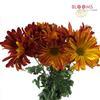 Mum Red Rover : Wholesale Flowers : Floral Supplies