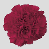 Carnations (Burgundy)  Fancy : Wholesale Flowers : Floral Supplies