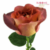Rose Leonidas Brown 40 Cm : Wholesale Flowers : Floral Supplies