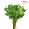 Lemon Leaf : Wholesale Flowers : Floral Supplies
