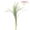 Lily Grass Variegated : Wholesale Flowers : Floral Supplies