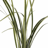 Lily Grass (Variegated) : Wholesale Flowers : Floral Supplies