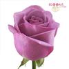 Rose Cool Water Lavender 40cm : Wholesale Flowers : Floral Supplies