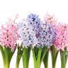 Hyacinthus Assorted 5 Stem Bun : Wholesale Flowers : Floral Supplies