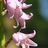 Campanula (Pink) : Wholesale Flowers : Floral Supplies