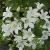 Campanula (White) : Wholesale Flowers : Floral Supplies