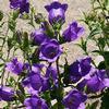 Campanula (Purple) : Wholesale Flowers : Floral Supplies
