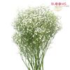 Gypsophila Million Star : Wholesale Flowers : Floral Supplies