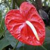 Anthurium Red : Wholesale Flowers : Floral Supplies
