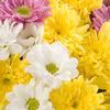 Pompon Cushon & Daisies Assorted Colors : Wholesale Flowers : Floral Supplies