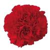 Carnations Red Fancy : Wholesale Flowers : Floral Supplies
