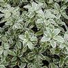 Pittosporum Variegated : Wholesale Flowers : Floral Supplies