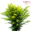 Solidago  : Wholesale Flowers : Floral Supplies