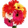 Gerbera (Rainbow Colors) : Wholesale Flowers : Floral Supplies