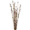 Pussy Willow   : Wholesale Flowers : Floral Supplies