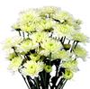 Cushion Pompons (White) : Wholesale Flowers : Floral Supplies