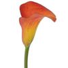 Calla Lily (Orange)  : Wholesale Flowers : Floral Supplies