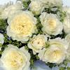 Garden Rose Patience White : Wholesale Flowers : Floral Supplies