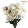 Peony White : Wholesale Flowers : Floral Supplies