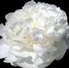Peony White : Wholesale Flowers : Floral Supplies