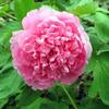 Peony Hot Pink : Wholesale Flowers : Floral Supplies