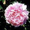 Peony Pink : Wholesale Flowers : Floral Supplies