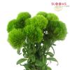 Dianthus Green : Wholesale Flowers : Floral Supplies