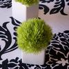 Dianthus (Green) : Wholesale Flowers : Floral Supplies