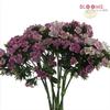 Sweet William : Wholesale Flowers : Floral Supplies