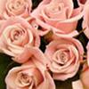 Sweetheart Roses Pink : Wholesale Flowers : Floral Supplies