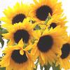 Sunflower (Yellow/ Dark Center) : Wholesale Flowers : Floral Supplies