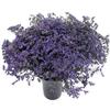 Limonium  (Misty Blue) : Wholesale Flowers : Floral Supplies