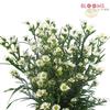 Monte Casino Aster White : Wholesale Flowers : Floral Supplies