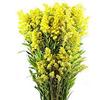 Solidago  : Wholesale Flowers : Floral Supplies