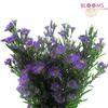 Monte Casino Aster Purple : Wholesale Flowers : Floral Supplies