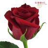 Rose Red Freedom 60 Cm : Wholesale Flowers : Floral Supplies