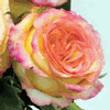 Rose Ambiance 50 cm. : Wholesale Flowers : Floral Supplies