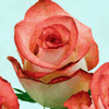 Rose Blush 50 cm. : Wholesale Flowers : Floral Supplies