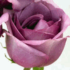 Rose Blue Curiosa 50 cm. : Wholesale Flowers : Floral Supplies