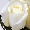 Rose Blizzard 50 cm. : Wholesale Flowers : Floral Supplies