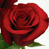 Rose Charlotte 50 cm. : Wholesale Flowers : Floral Supplies
