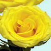 Rose Conga 50 cm. : Wholesale Flowers : Floral Supplies