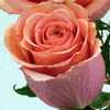 Rose Cinnamon 50 cm. : Wholesale Flowers : Floral Supplies