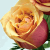 Rose Cherry Brandy 50 cm. : Wholesale Flowers : Floral Supplies