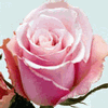Rose Charming Unique 50 cm. : Wholesale Flowers : Floral Supplies