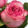 Rose Carousel 50 cm. : Wholesale Flowers : Floral Supplies